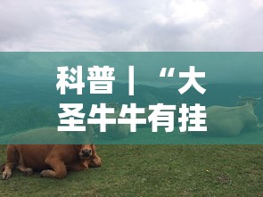 科普｜“大圣牛牛有挂吗	”开挂方法