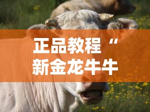正品教程“新金龙牛牛有挂吗”辅助透视教程